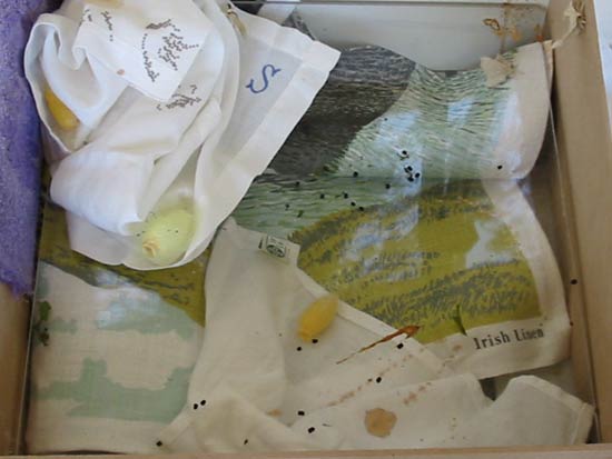 Click to start the slide show